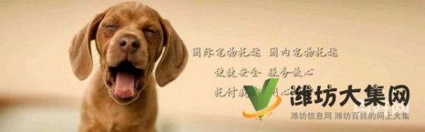 潍坊星宠快运-热情打造宠物行业的顺丰快递