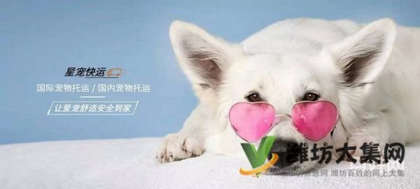 潍坊星宠快运-热情打造宠物行业的顺丰快递