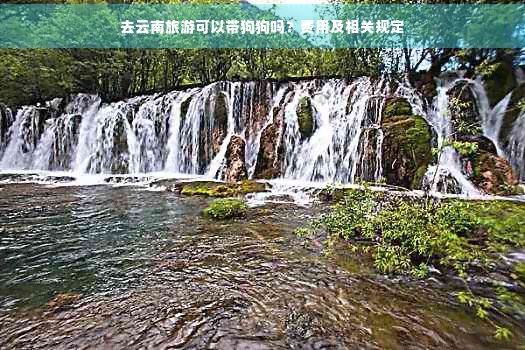 去云南旅游可以带狗狗吗？费用及相关规定