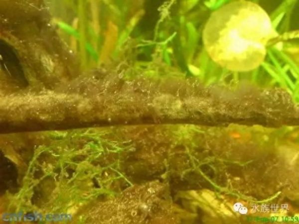 草缸常见藻类的介绍（三）