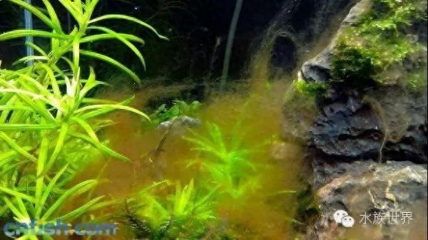 草缸常见藻类的介绍（三）