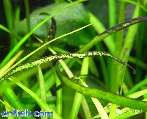 草缸常见藻类的介绍（三）