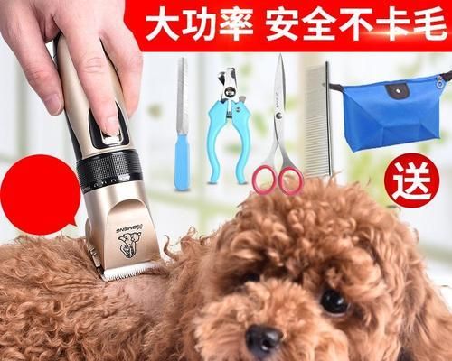 如何给泰迪剪毛（全程教学视频教你如何为你的宠物泰迪剪毛）