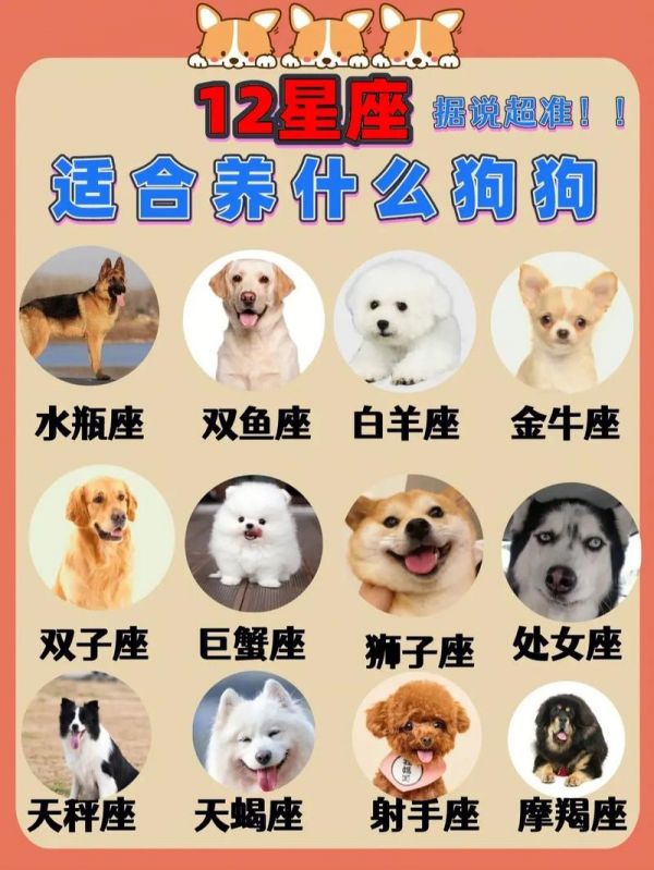 单身的男生适合养什么宠物
