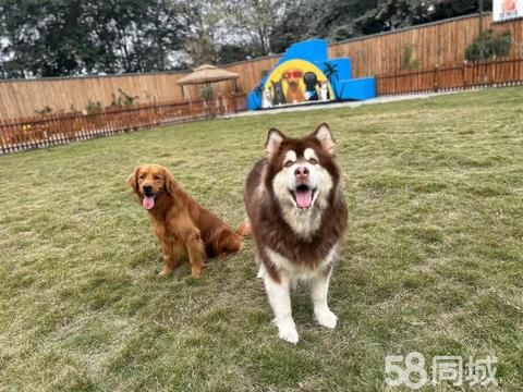 勇远宠物训练寄养基地·环境优美 场地大，可分租 冬暖夏凉 从业20年 科学管理 节假日不休