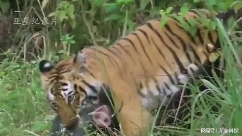 野猪有多强悍，被孟加拉虎锁喉之后居然还能站起来，这是为何