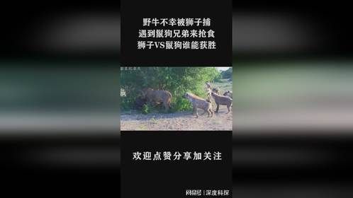 野牛不幸被狮子捕，遇到鬣狗兄弟来抢食？狮子VS鬣狗谁能获胜？