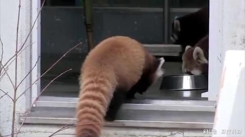饲养员给小熊猫喂食，伸手就想摸它的肚皮，小熊猫的反应绝了！
