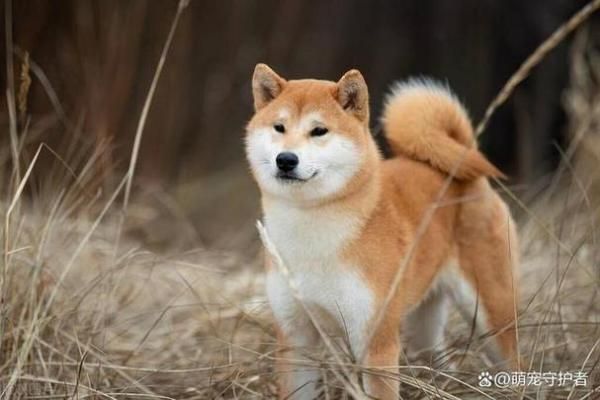 狗能吃辣椒吗-图1