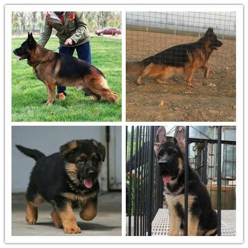 北京昌平养犬场电话/正规犬舍