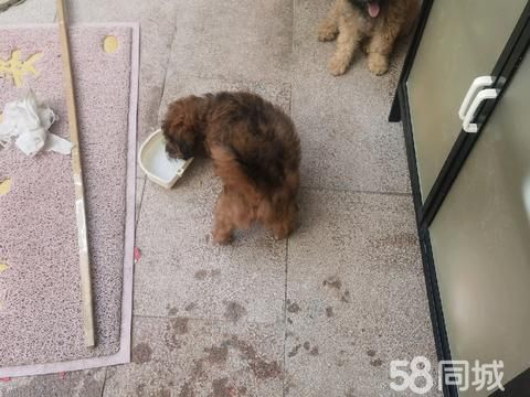 鹰潭宠物赠送/领养·狗来富，二个月的小狗寻找主人