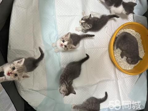 鹰潭宠物赠送/领养·小猫免费领养