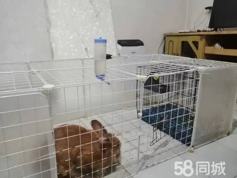 鹰潭宠物赠送/领养·3年灰兔20元一只带笼60元