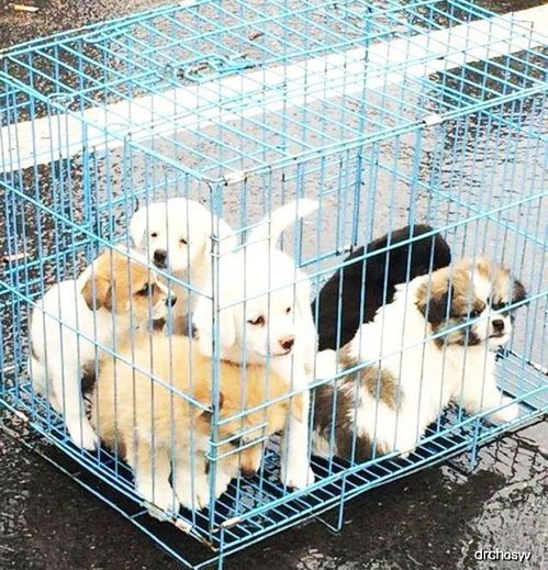 黄岛宠物市场：宠物爱好者必去之地？黄岛宠物市场购买指南