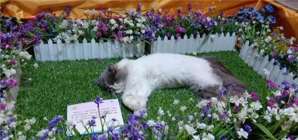 北京石景山猫咪火化 宠物火化 宠物狗火化 宠物狗火葬