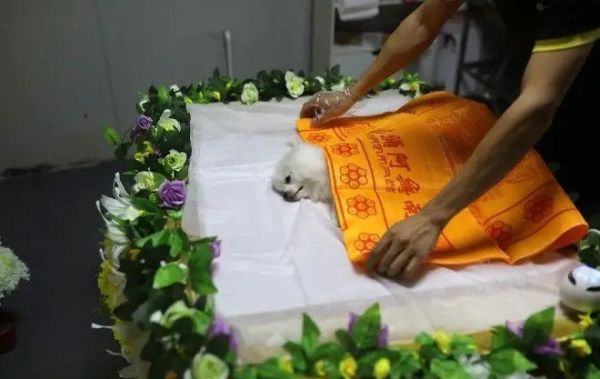 北京石景山猫咪火化 宠物火化 宠物狗火化 宠物狗火葬