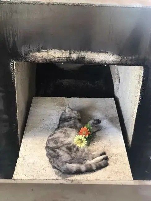 北京石景山猫咪火化 宠物火化 宠物狗火化 宠物狗火葬