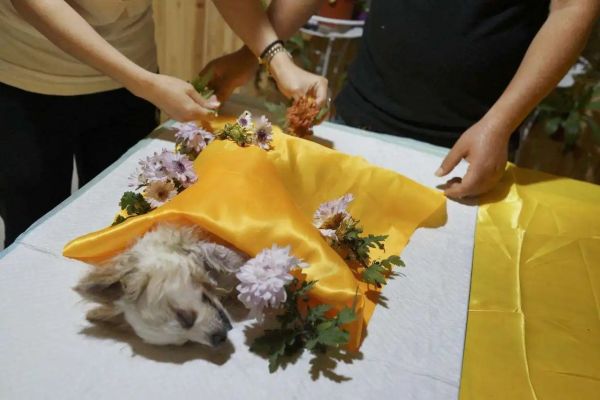 北京石景山猫咪火化 宠物火化 宠物狗火化 宠物狗火葬