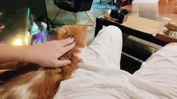 咖啡厅里的猫真温柔