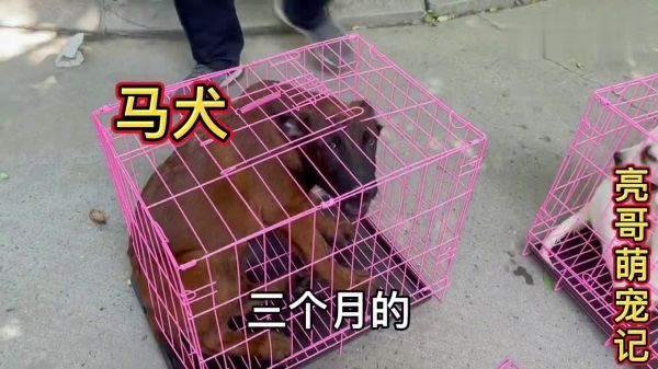 狗市“网红”亮哥，网友粉丝都放心找他帮忙，这诚信不是吹出来的