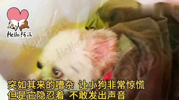 小珊失明流浪狗为喝口水被车轧
