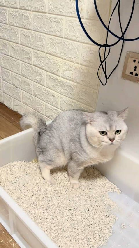 宠物猫憋尿一天引网友调侃