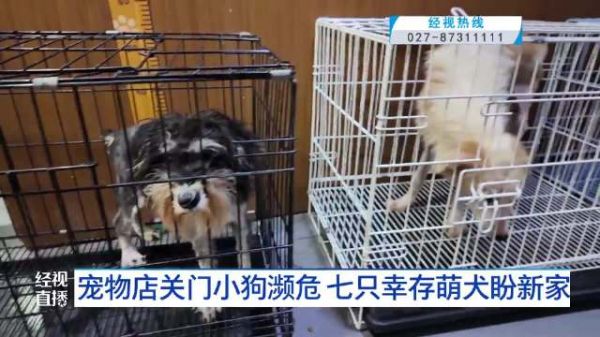宠物店关门小狗被困7天2只死亡