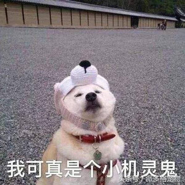 千万不要让爸妈养宠物，因为没有人能逃过真香定律！