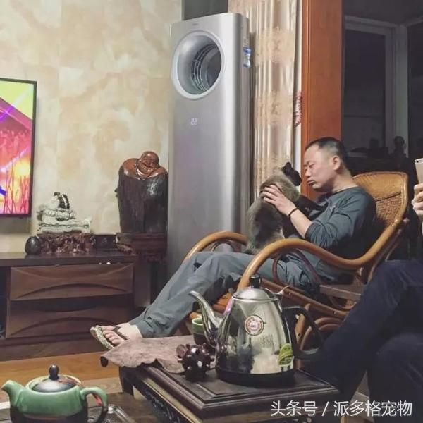 千万不要让爸妈养宠物，因为没有人能逃过真香定律！