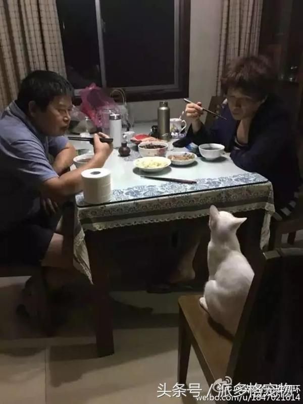 千万不要让爸妈养宠物，因为没有人能逃过真香定律！