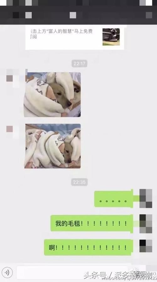 千万不要让爸妈养宠物，因为没有人能逃过真香定律！