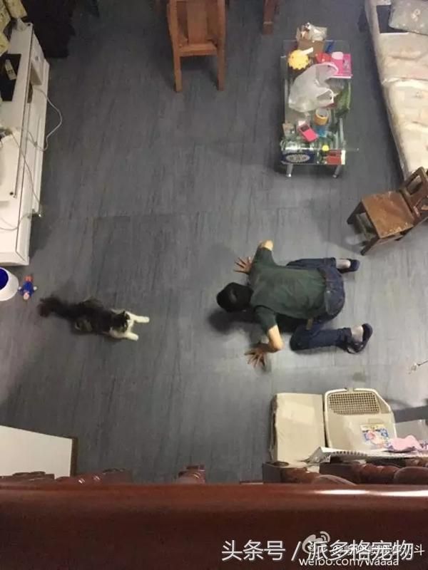 千万不要让爸妈养宠物，因为没有人能逃过真香定律！