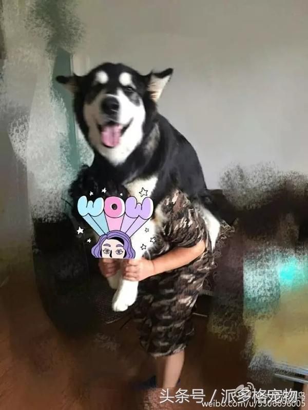 千万不要让爸妈养宠物，因为没有人能逃过真香定律！