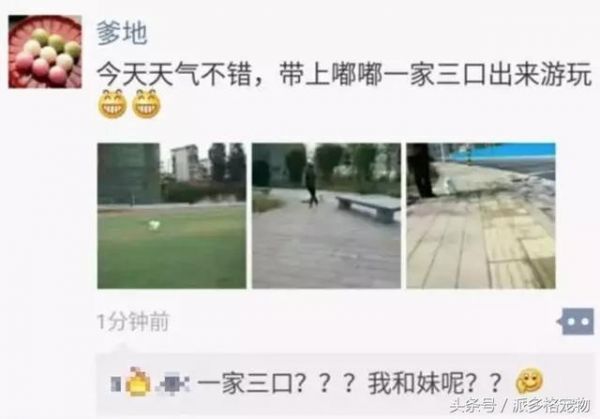 千万不要让爸妈养宠物，因为没有人能逃过真香定律！