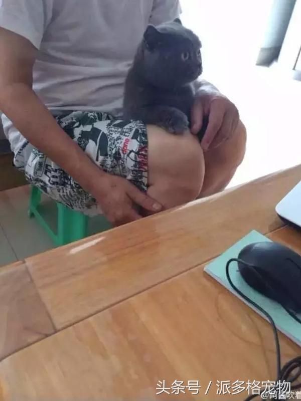 千万不要让爸妈养宠物，因为没有人能逃过真香定律！