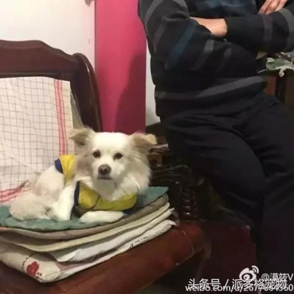 千万不要让爸妈养宠物，因为没有人能逃过真香定律！