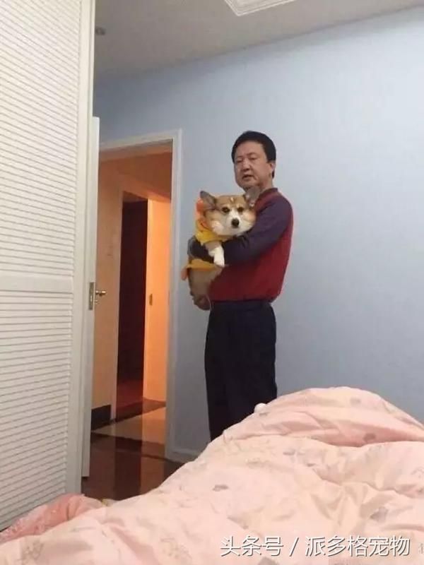 千万不要让爸妈养宠物，因为没有人能逃过真香定律！