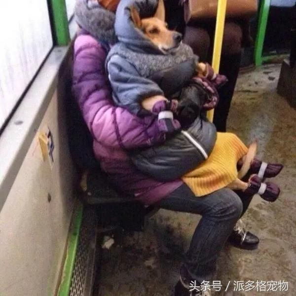 千万不要让爸妈养宠物，因为没有人能逃过真香定律！