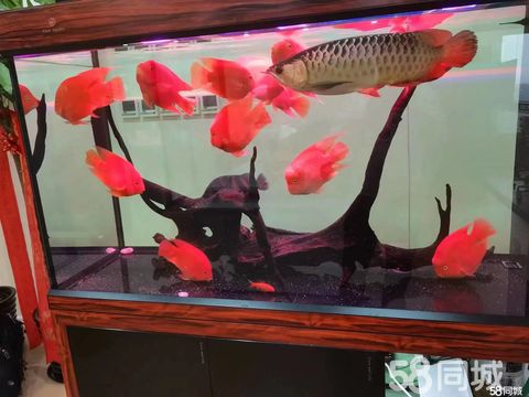 佳龙水族·上门鱼缸清洗鱼缸维修鱼病治疗鱼缸造景鱼缸搬运鱼
