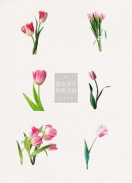 郁金香花开主题元素