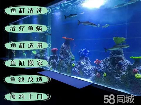 上海环跃水族设备工程有限·鱼缸维修清洗造景专业鱼缸鱼池养护维护鱼缸鱼池升级改造海水缸一站式服务