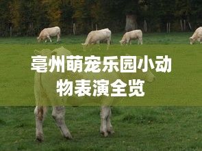 亳州萌宠乐园小动物表演全览