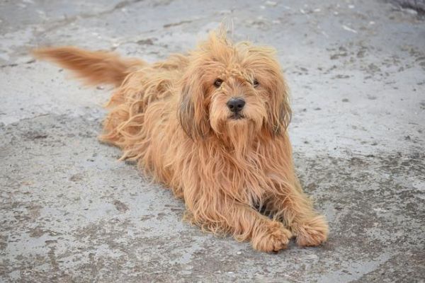 狗狗吃什么毛发光亮?