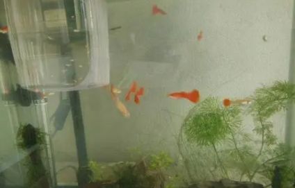 鱼缸怎么保持水质干净1