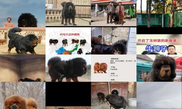 山东淄博几个藏獒园
