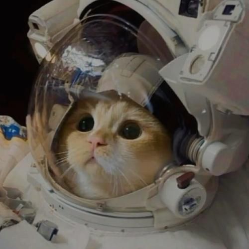 戴头盔の小猫咪情头