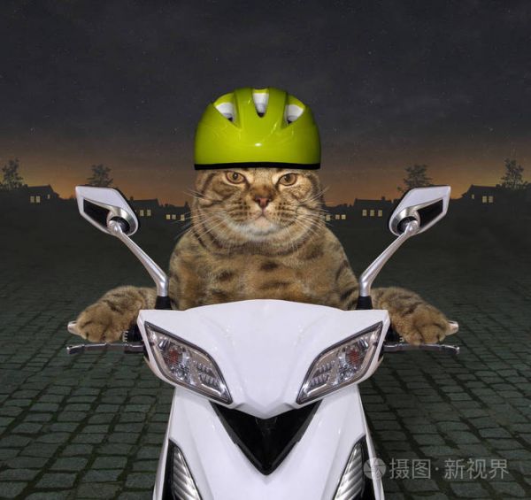 戴着绿色头盔的酷猫在夜里骑着一辆白色的摩托车.