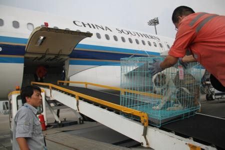上海宠物航空托运，陆运，专车托运 诚信服务,认真负责