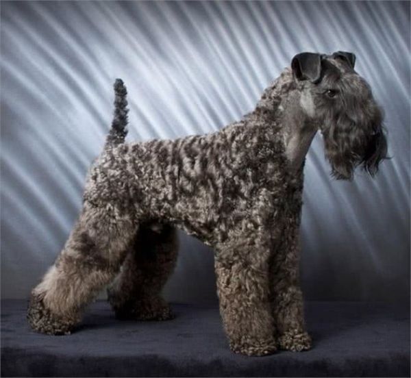 五种最昂贵的犬