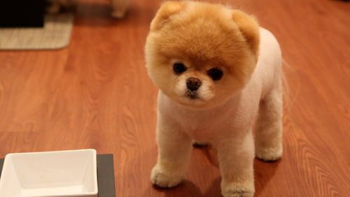 72种小型犬高清图片及名字大全